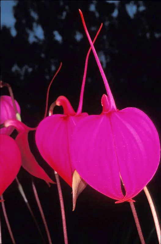 Orquídea. Diego Fernando Torres