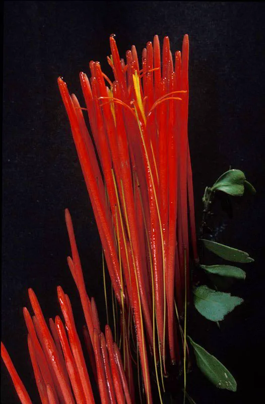 Flores de pajarito.
Diego Fernando Torres
