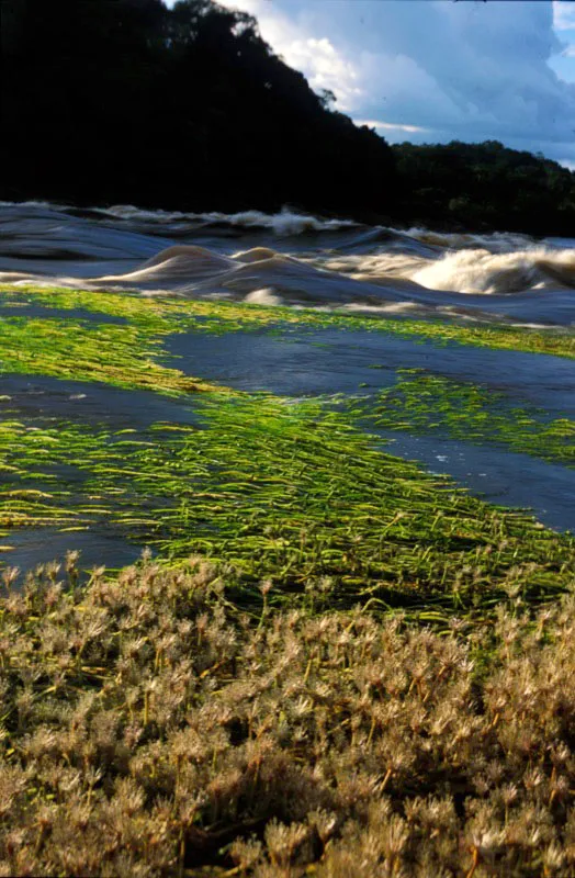 Raudal en el río Inírida con vegetación de orilla. Andrés Hurtado