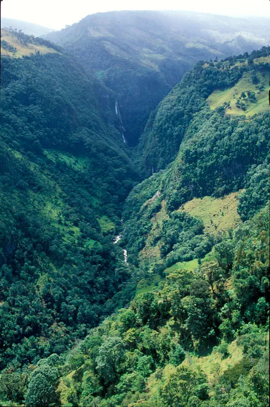 Cañón, hábitat del cóndor de los Andes. Camilo Gómez Durán