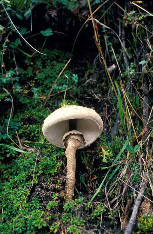 Hongo de sombrilla. Andrés Hurtado