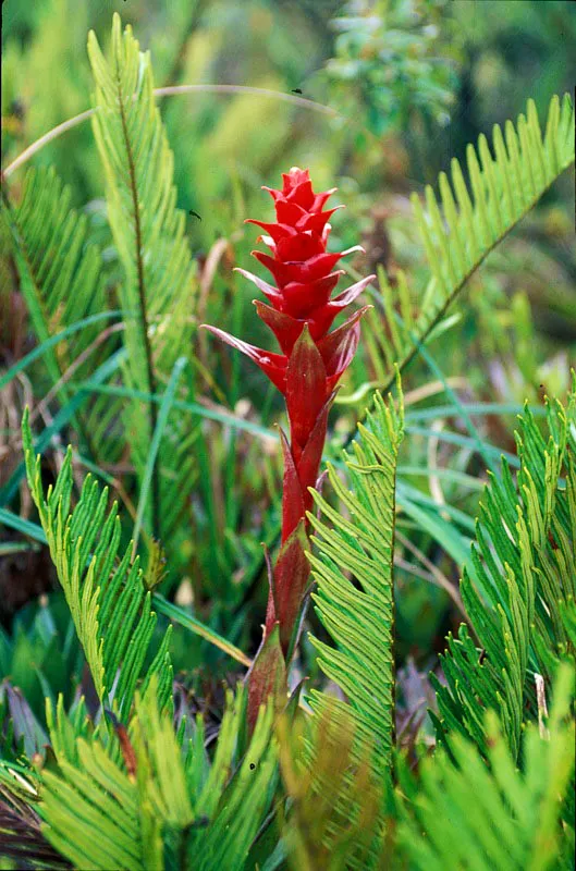 Flor de bromelia.  Camilo Gmez Durn