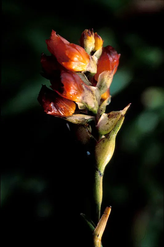 Flor de orquídea. Camilo Gómez Durán
