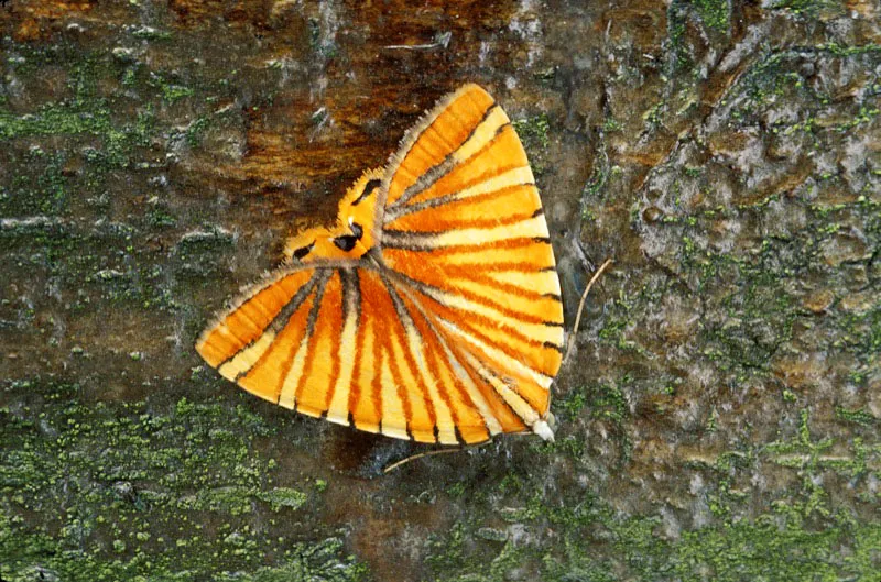 Polilla. Camilo Gómez Durán