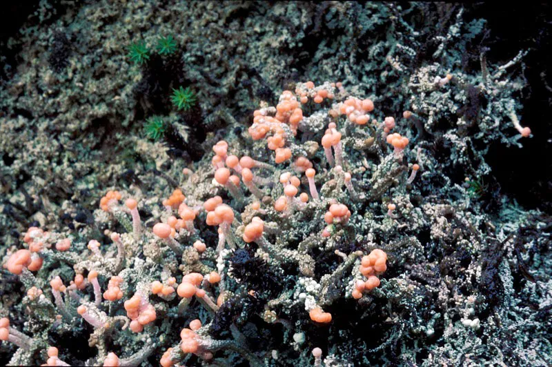 Liquen. Camilo Gómez Durán
