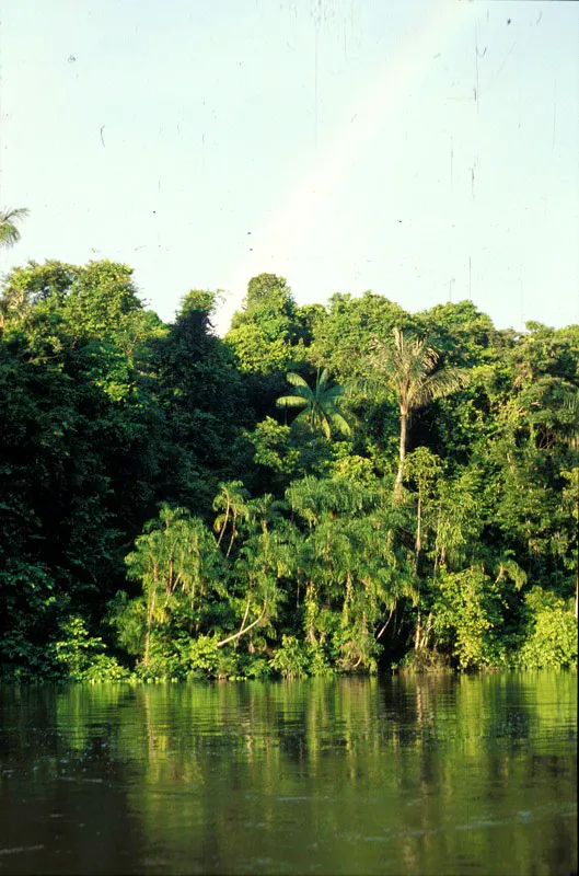 El Parque Nacional Natural Río Puré tiene una flora abundante y exuberante.
Unidad Administrativa Especial del Sistema de Parques Nacionales