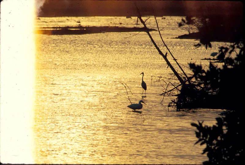 Garzas en el Mar Caribe. D.L. Golobitsh