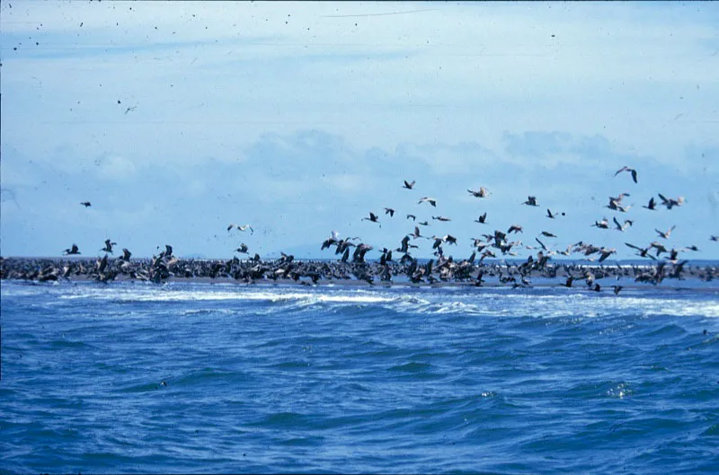 Bandada de aves en el Mar Caribe.  Carlos Castao