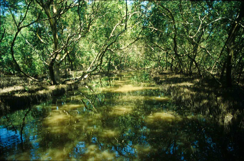 Mangle rojo en el caño el Dedo. Carlos Castaño