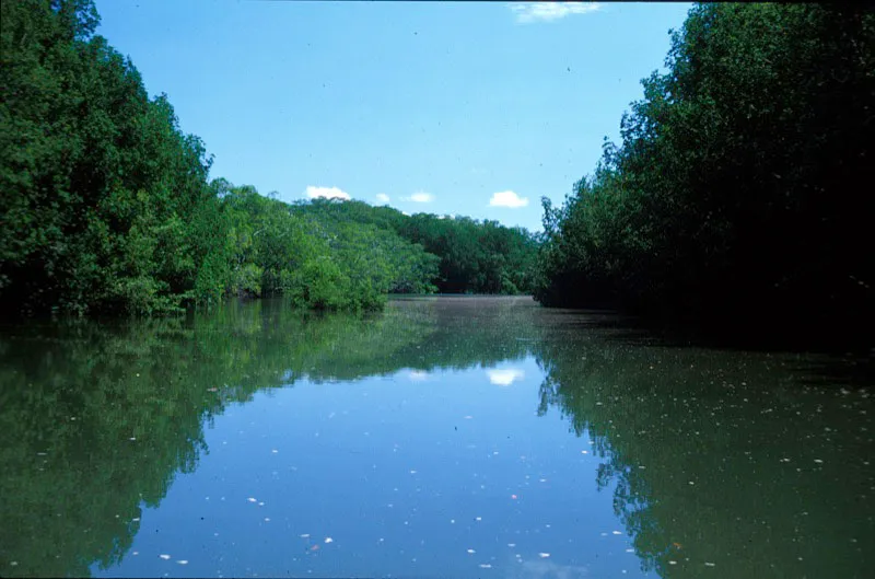 Esteros o canales entre los manglares, vas de comunicacin y transporte fluvial.  Andrs Hurtado