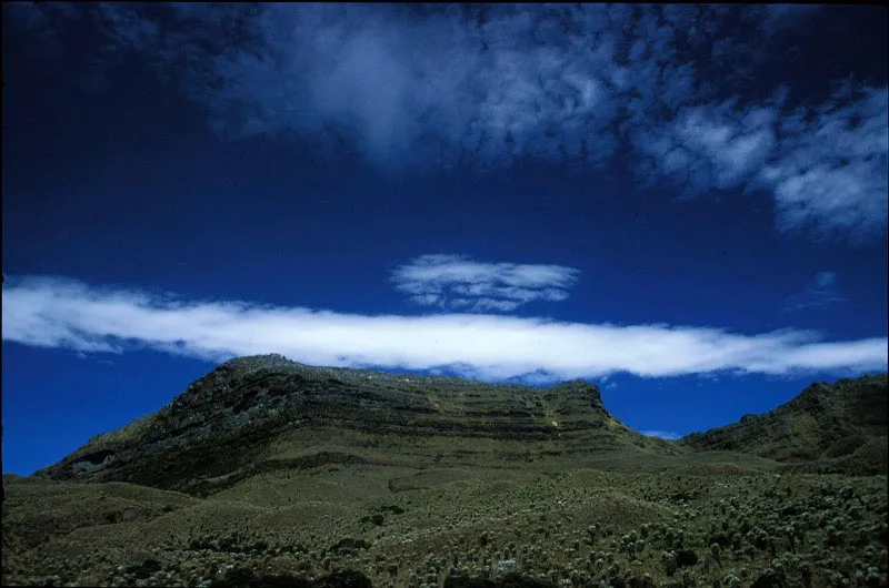 Frailejones en el páramo de Sumapaz, considerado el más extenso del mundo. Andrés Hurtado