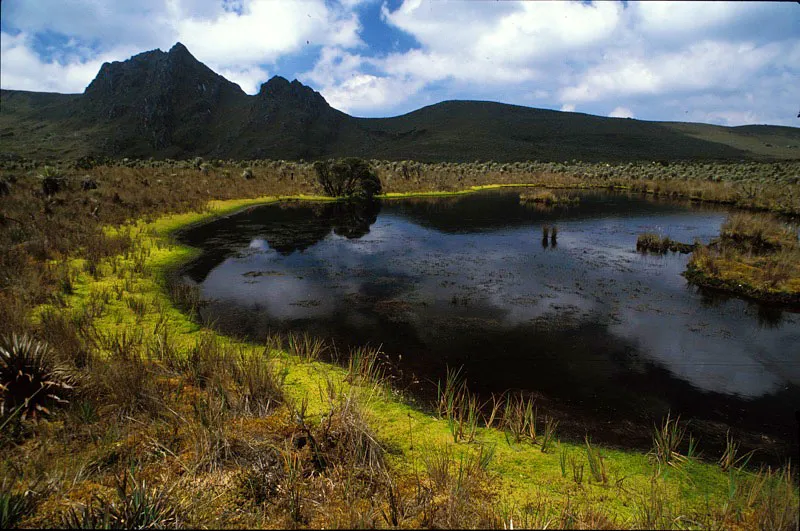 Laguna de origen glaciar generada por la actividad geológica, en proceso de sedimentación debido al crecimiento de plantas flotantes. Andrés Hurtado