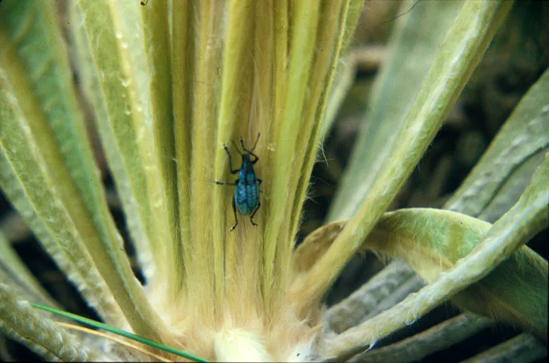 Gorgojo sobre frailejón. Unidad Administrativa Especial del Sistema de Parques Nacionales