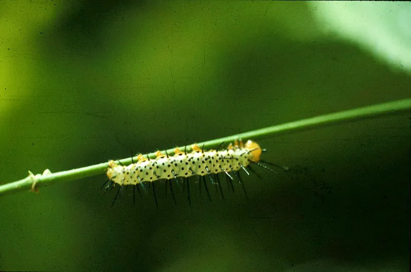 Oruga de mariposa. Carlos Castaño