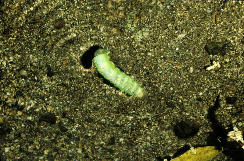 Larva de insecto acutico.  Carlos Castao