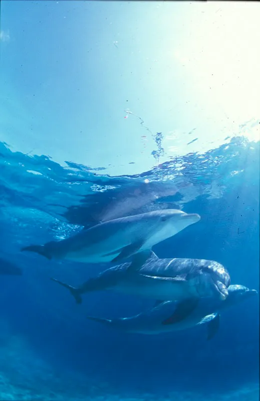 Grupo de delfines nariz de botella, uno de los mamíferos acuáticos registrados en el área. Diego Fernando Torres
