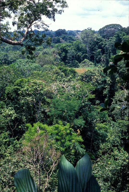 Vista de la selva del parque desde arriba. Carlos Castaño