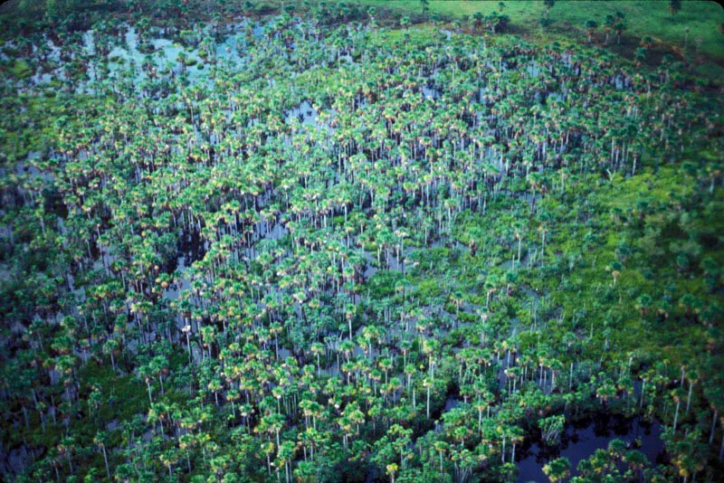 Sabana con canangucha. Carlos Castaño