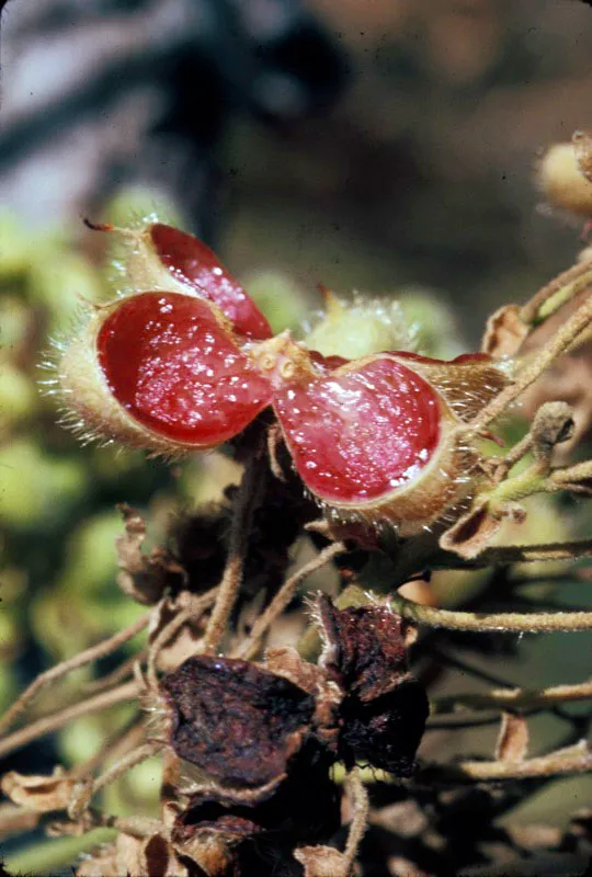 Fruto dehiscente. D.L. Golobitsh