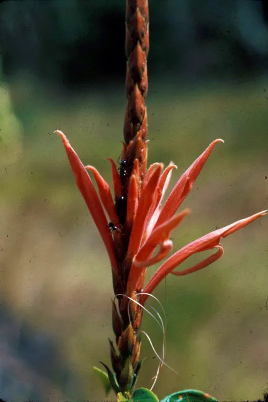 Inflorescencia de acantacea. D.L. Golobitsh