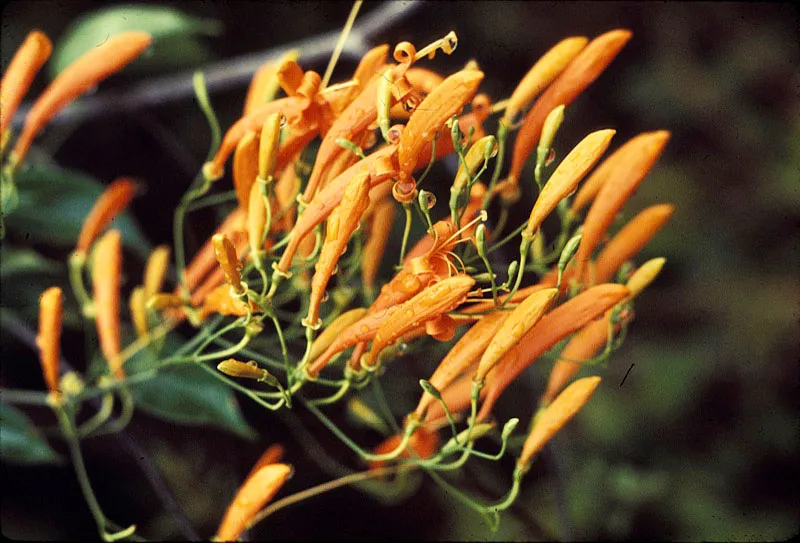 Flor de bejuco.  D.L. Golobitsh