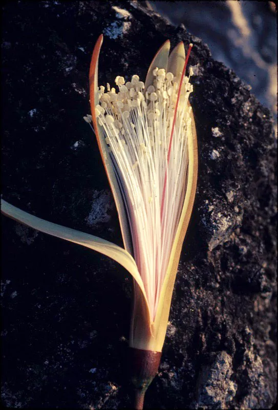 Flor de ceiba.  D.L. Golobitsh