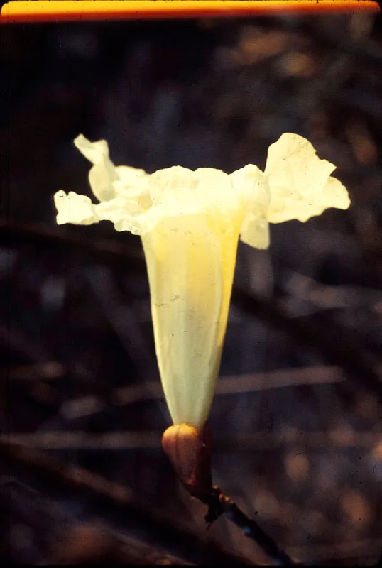 Flor de guayacán. D.L. Golobitsh