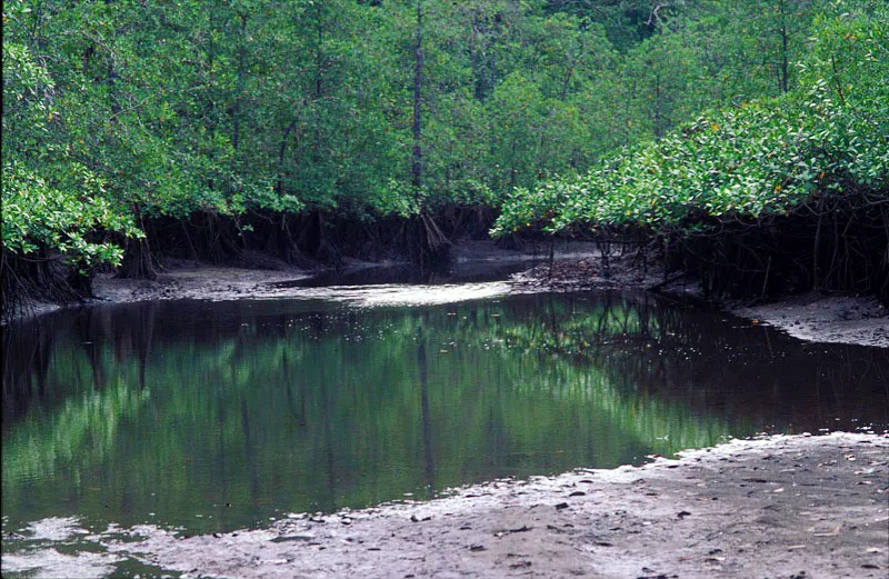 Bosque de manglar en aguas bajas. Marko Modic