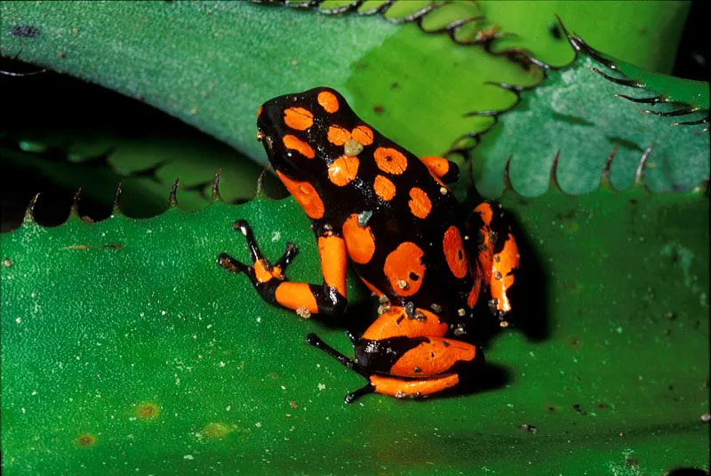 Rana venenosa. Yves Lefèvre