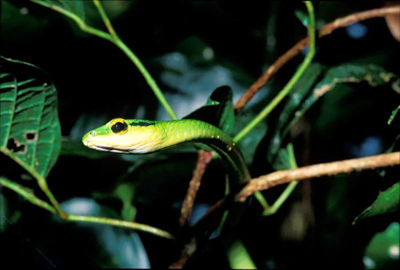 Serpiente cazadora. Yves Lefvre