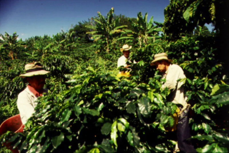 Recolectores de caf, en la dcada de 1960. 