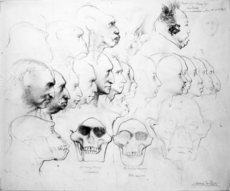 Siete cabezas de perfil con Australopithecus. 1990. Lpiz de carbn sobre papel.  35,5 x 43 cm 