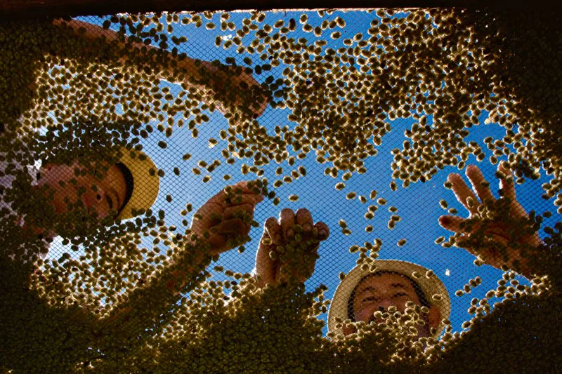 Campesinos retiran los granos imperfectos de café sobre una zaranda. San José de Pare, Boyacá. Carlos Pineda