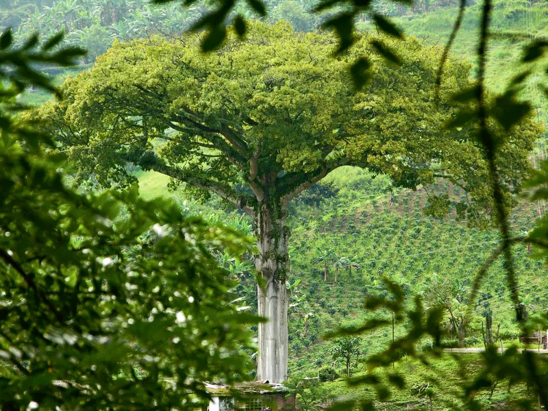 La majestad de los árboles de la tierra templada de Colombia se puede apreciar en esta ceiba centenaria que vive en San Peregrino, Manizales, Caldas. Carlos Pineda