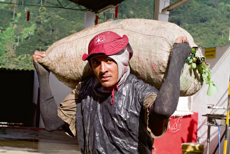 Recolector de café en la Hacienda Venecia, Manizales, Caldas. Jorge Eduardo Arango
