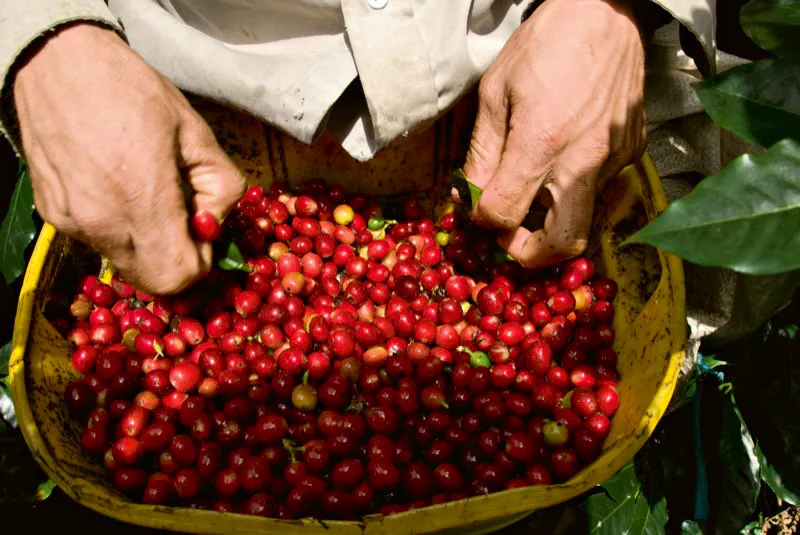 Recolector saca las hojas y los granos verdes de un balde con cerezas de caf recien cogidas. Andrs Mauricio Lpez