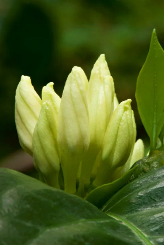 La flor del café es blanca y tiene aroma de jazmín. Los arbustos se llenan de estas flores en racimo, en donde luego brotarán las cerezas. Samaniego, Nariño. Andrés Mauricio López