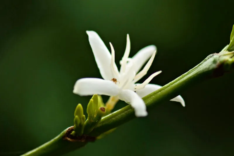 Flor de café. Andrés Mauricio López