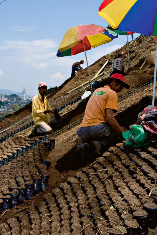 Campesinos preparan las bolsas, para trasplantar las chapolas. Chinchiná, Caldas. Carlos Pineda