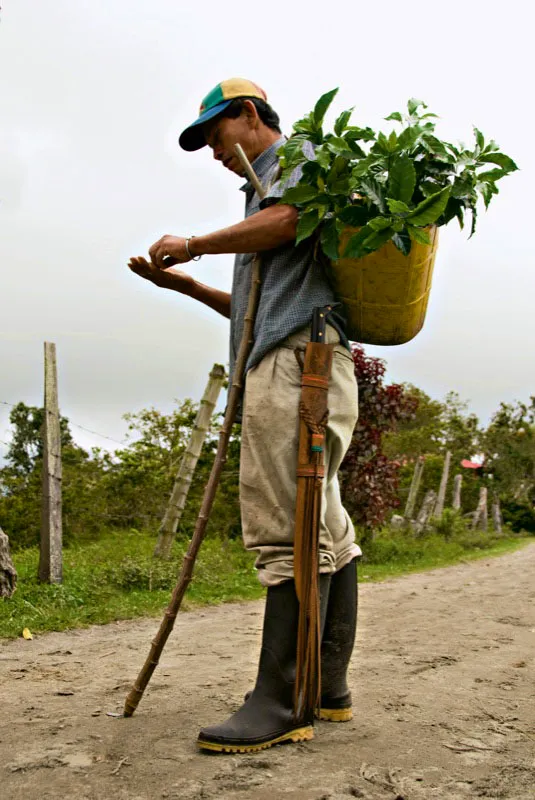 Los colinos de caf se transportan uno a uno hasta la plantacin para que no sufran ningn dao, tal como lo hace este campesino de la vereda el Tambo, en Ibagu, Tolima. Andrs Mauricio Lpez