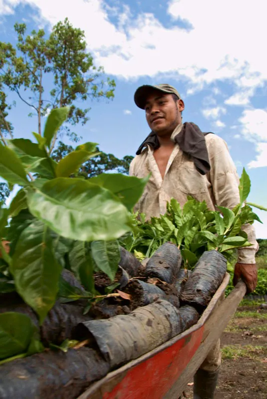 Cuando el colino está listo llega el momento de ser llevado a la plantación. Un caficultor de Gigante, Huila, ordena los colinos listos para ser transportados. Andrés Mauricio López