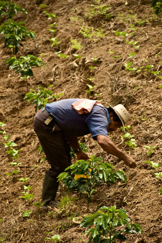 Cuando germina la semilla del caf se llama fsforo, hasta que cumple 60 das; luego se convierte en chapola, y a las 18 semanas se llama colino; varios de ellos conforman el almcigo. Estos colinos se transportan a las plantaciones donde adquieren el nombre de arbustos jvenes que darn su primera cosecha entre los 6 u 8 meses. Beln de Umbra, Risaralda. Andrs Mauricio Lpez