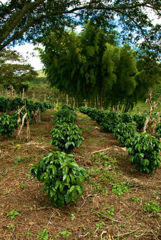 Líbano, Tolima. Andrés Mauricio López