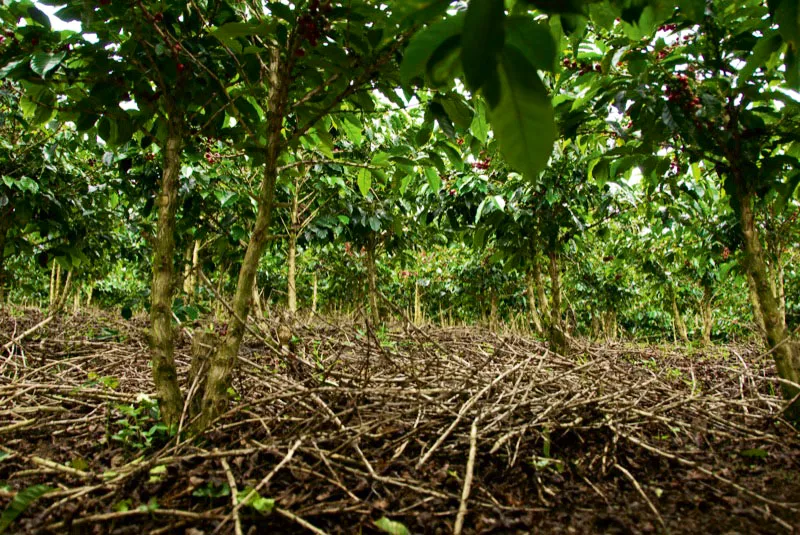 Palos de la zoca en San Agustín, Huila. Andrés Mauricio López