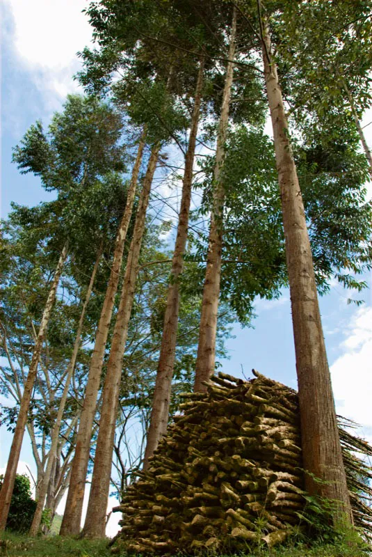 Arrume de madera de café en San Agustín, Huila. Andrés Mauricio López