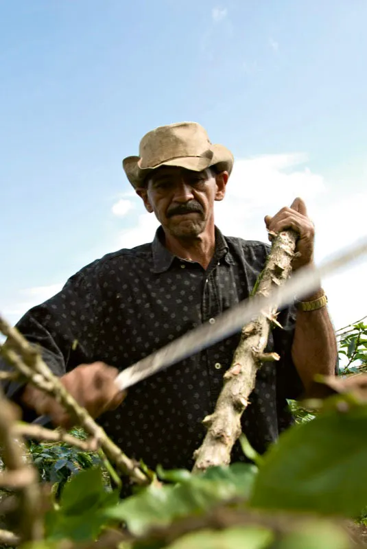 Un campesino de Líbano, Tolima, limpia de ramas el tallo de un arbusto de café que ha sido zoqueado. Andrés Mauricio López