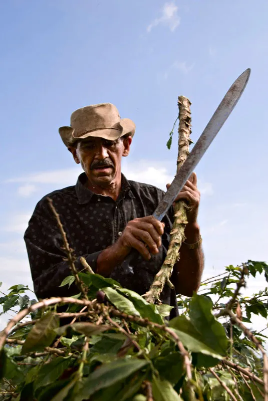 Un campesino de Líbano, Tolima, limpia de ramas el tallo de un arbusto de café que ha sido zoqueado. Andrés Mauricio López