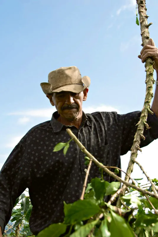 Un campesino de Líbano, Tolima, limpia de ramas el tallo de un arbusto de café que ha sido zoqueado. Andrés Mauricio López