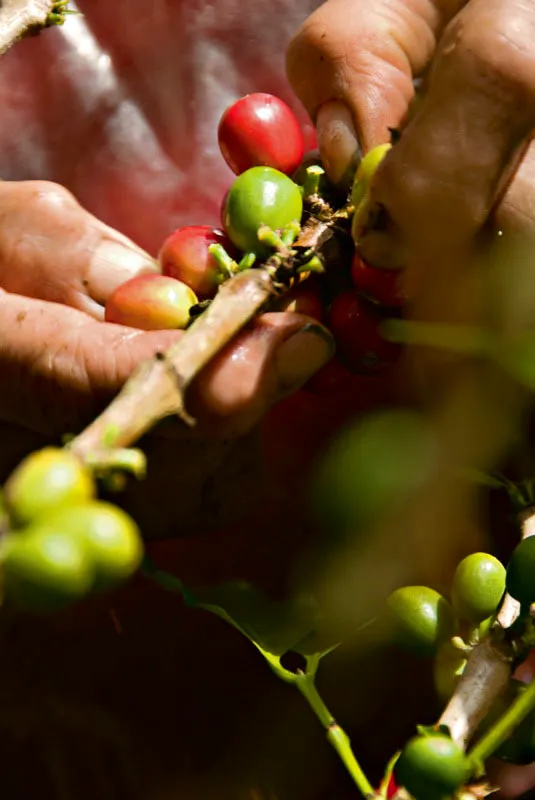 Manos femeninas recolectan café en la Sierra, Cauca. Andrés Mauricio López