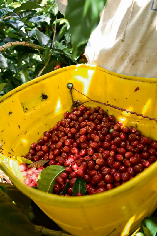 Los baldes que se utilizan para recolectar las cerezas, como este en la finca Perla del Otún, en Pitalito, Huila, han reemplazado los tradicionales canastos hechos con fibras naturales. Andrés Mauricio López